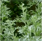 Wormwood ó Parasites