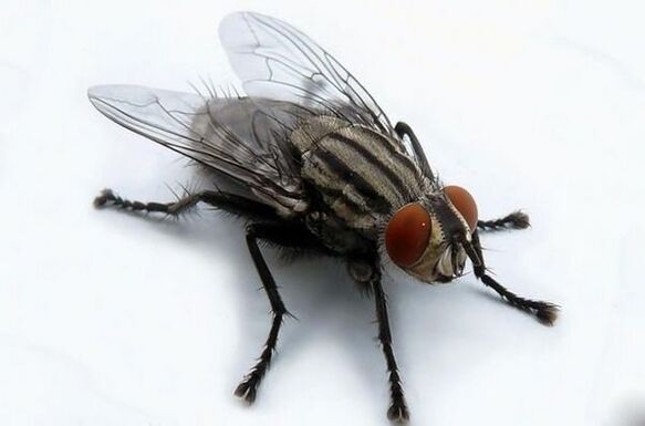 eitilt mar iompróir paraisítí daonna