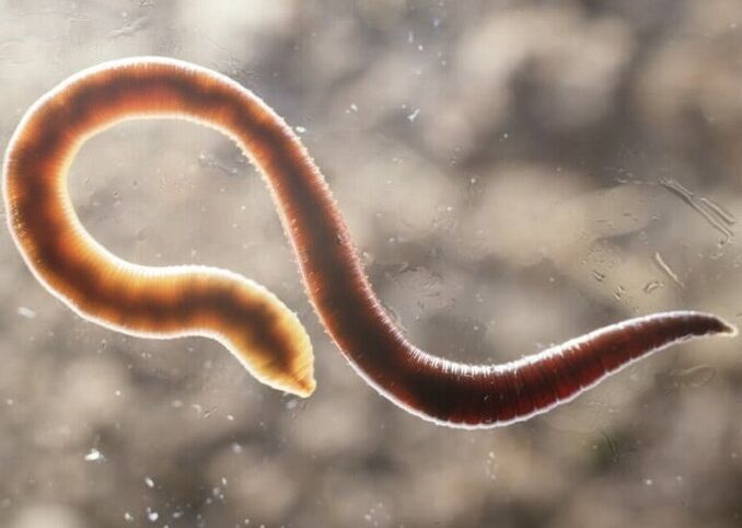 parasite péist ó chorp an duine