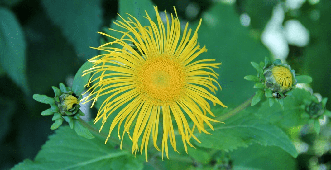 elecampane sa troid in aghaidh paraisítí